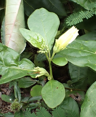 Lycianthes pauciflora (Lycianthes pauciflora)