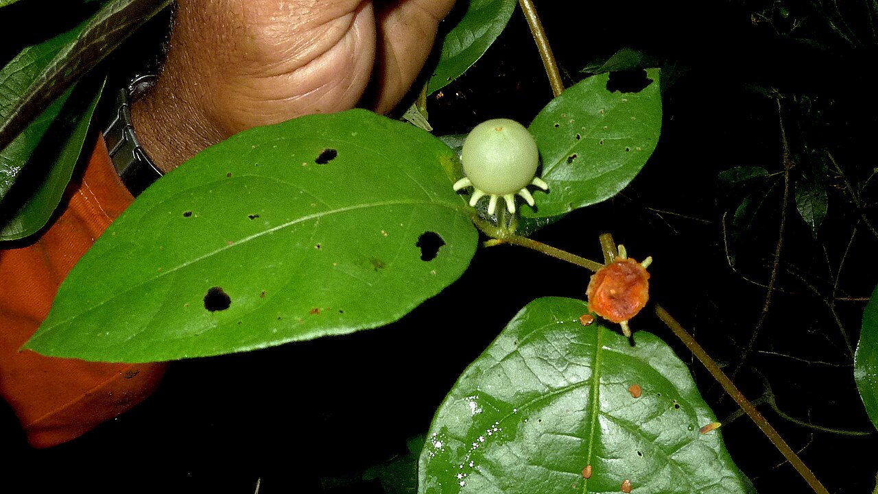 Lycianthes pauciflora: Lycianthes pauciflora (Vahl) Bitter