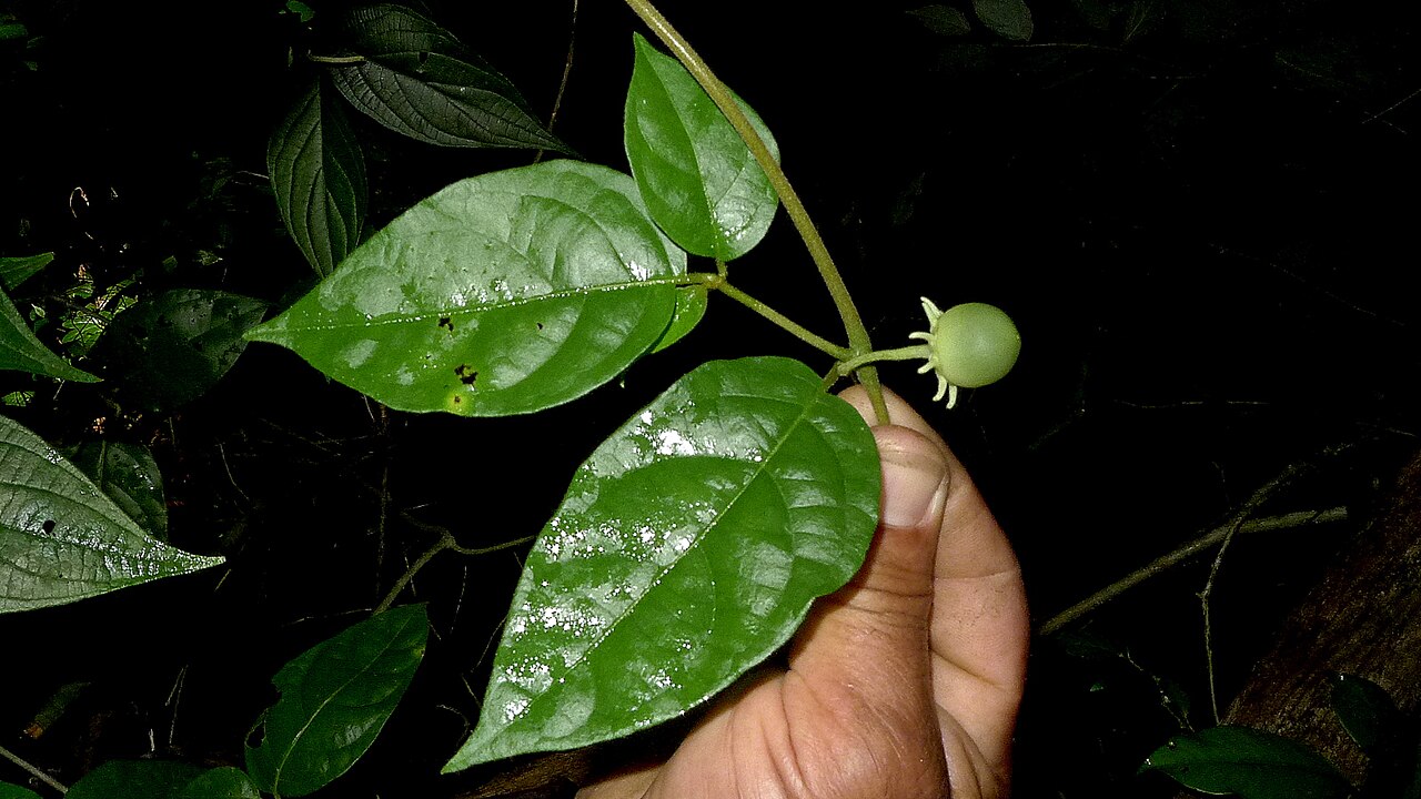 Lycianthes pauciflora: Lycianthes pauciflora (Vahl) Bitter