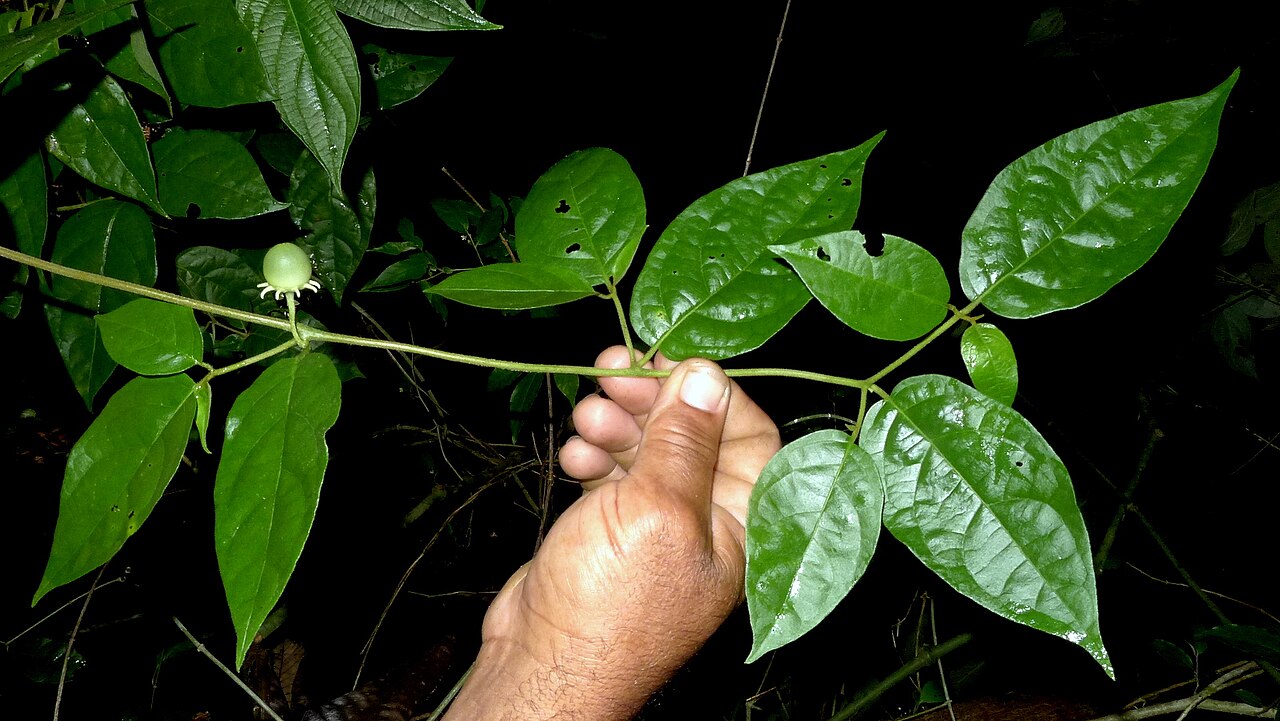 Lycianthes pauciflora: Lycianthes pauciflora (Vahl) Bitter