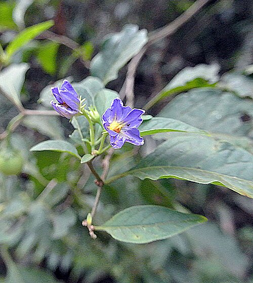 Lycianthes pauciflora: Flowers of this species near Iguazu, northeastern Argentina.