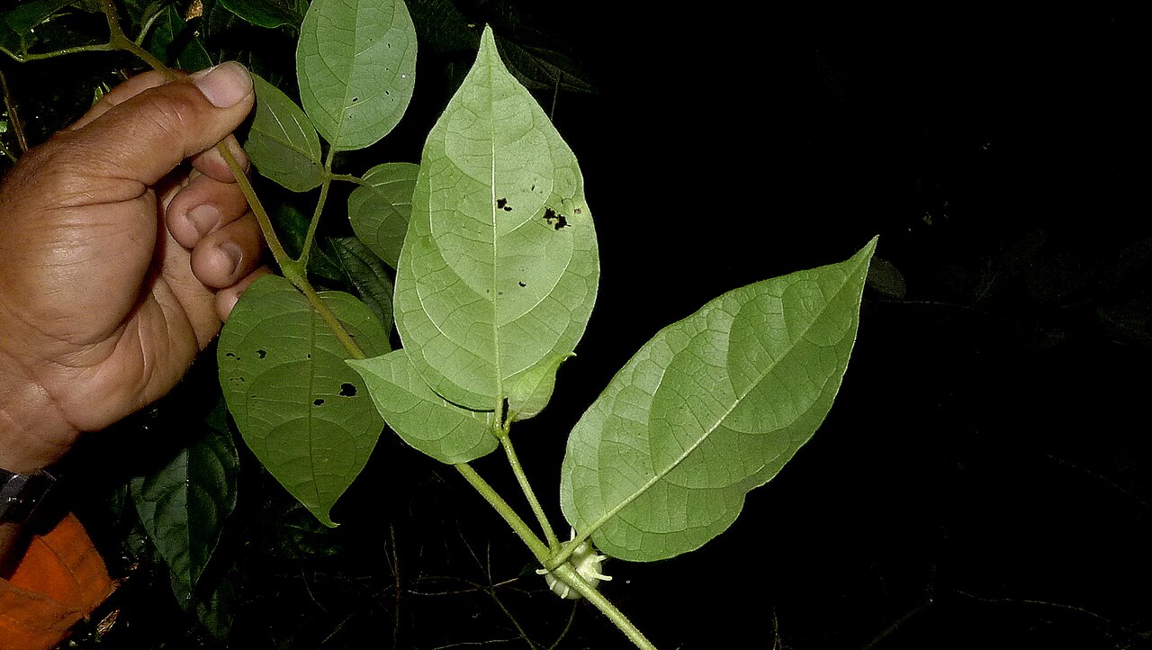 Lycianthes pauciflora: Lycianthes pauciflora (Vahl) Bitter