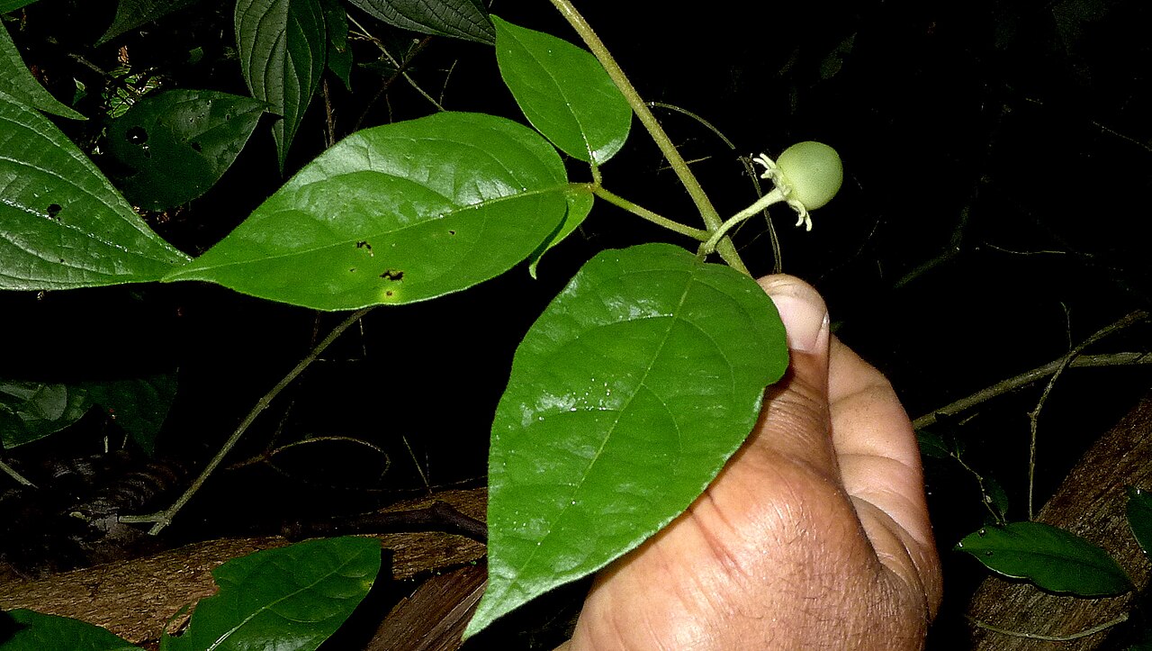 Lycianthes pauciflora: Lycianthes pauciflora (Vahl) Bitter