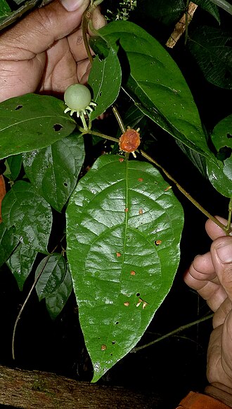 Lycianthes pauciflora: Lycianthes pauciflora (Vahl) Bitter