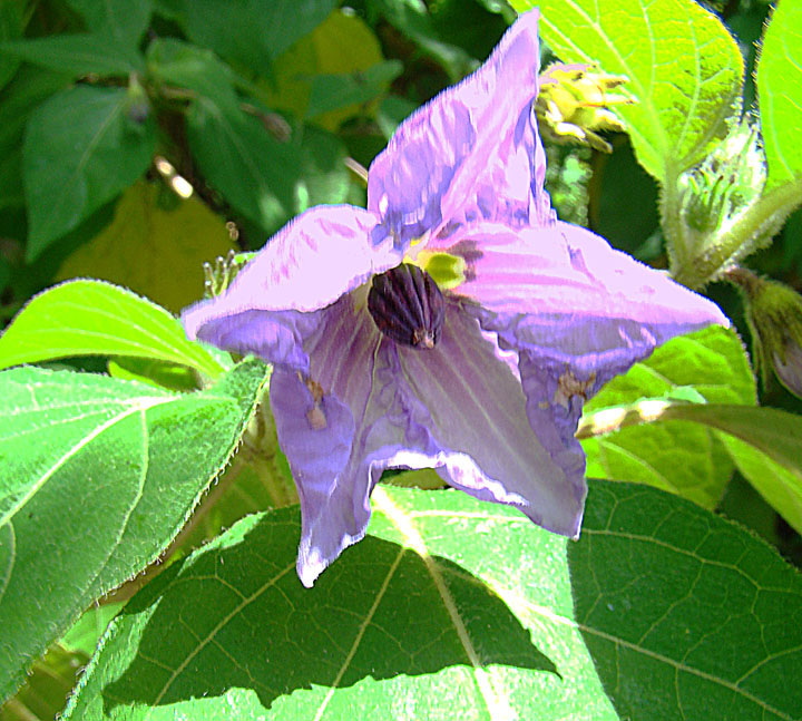 Lycianthes quichensis: Apparently endemic to Guatemala. UC Berkeley Botanical Gardens. In context at www.dixpix.ca/meso_america/Flora/spuds/index.html