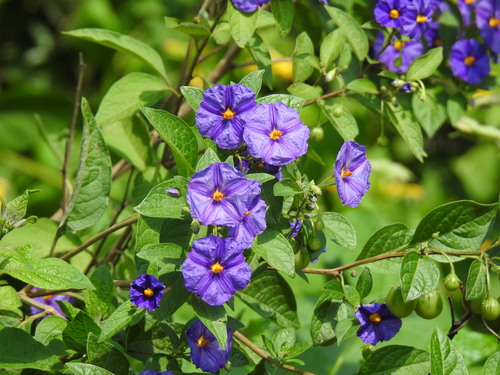 Blue potato bush (Lycianthes rantonnetii)
