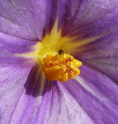 Blue potato bush: Lycianthes rantonnetii ( Planta de la Patata ) : Detalle del aparato reproductor : Androceo con etaminas desiguales y gineceo con pistilo curvado - Cultivado/or