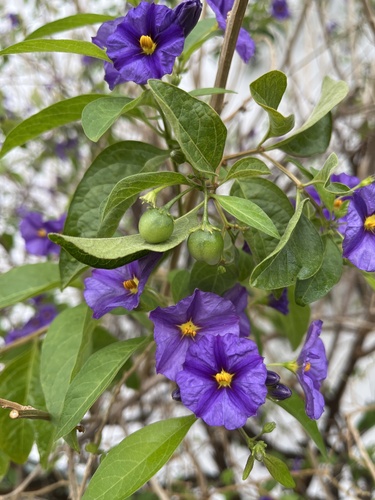 Blue potato bush (Lycianthes rantonnetii)