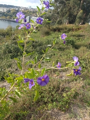 Blue potato bush (Lycianthes rantonnetii)