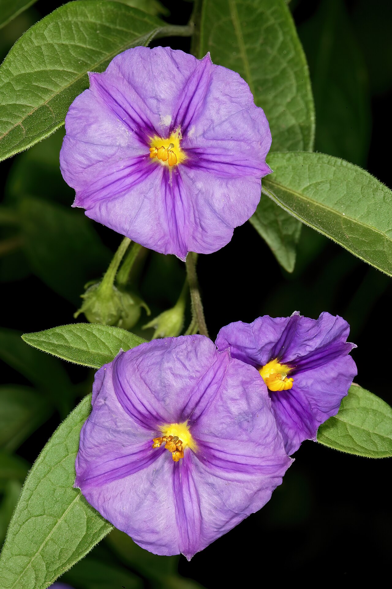 Blue potato bush: Lycianthes rantonnetii , flowers; Manie van der Schijff Botanical Garden, University of Pretoria, Pretoria, Gauteng, South Africa