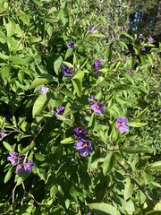 Blue potato bush (Lycianthes rantonnetii)