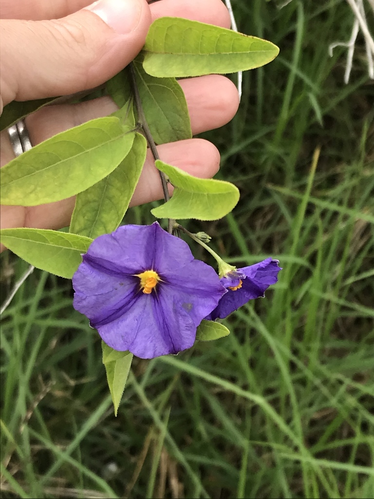 Blue potato bush (Lycianthes rantonnetii)