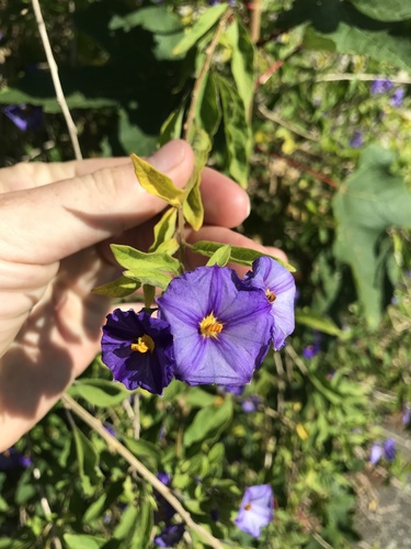 Blue potato bush (Lycianthes rantonnetii)