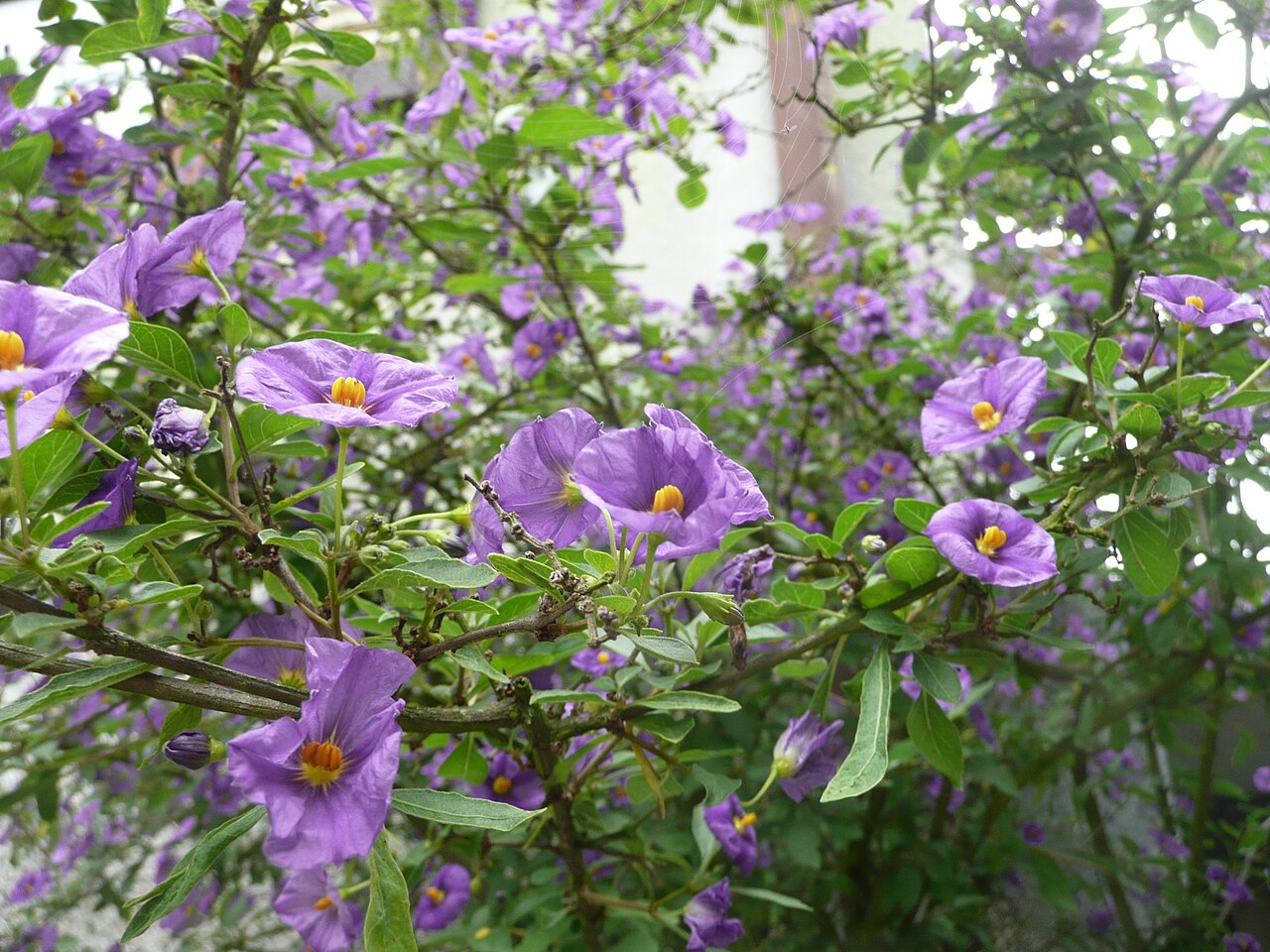 Blue potato bush: Older Lycianthes rantonnetti (Synonym: Solanum rantonnetii) in full bloom.