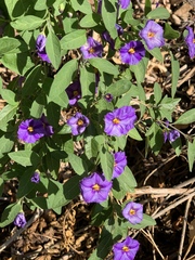Blue potato bush (Lycianthes rantonnetii)