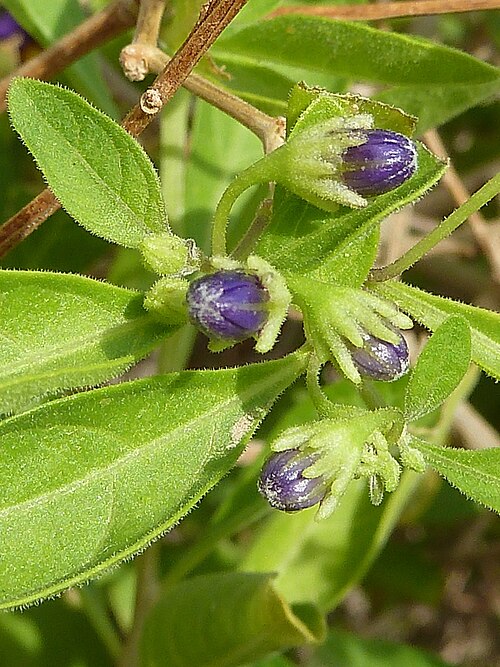 Blue potato bush: Lycianthes rantonnetii ( Planta de la Patata ) : Capullos preantesis , con el cáliz campanuliforme de 10 lóbulos desiguales - Cultivado/ornamental, Paseo de la