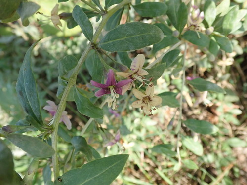 Matrimony vine (Lycium barbarum)