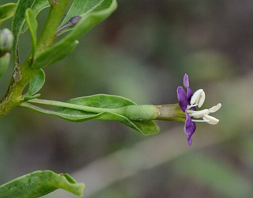 Matrimony vine: Lycium barbarum, fleur, Jardin des Plantes, Paris, calice à 2 lobes, tube de la corolle 10 mm, lobes 6mm