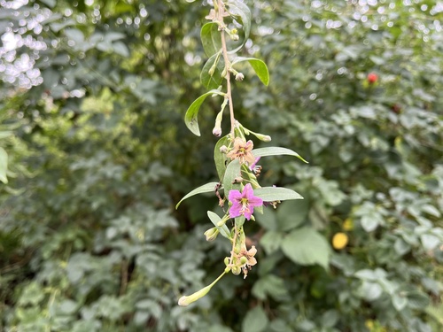 Matrimony vine (Lycium barbarum)