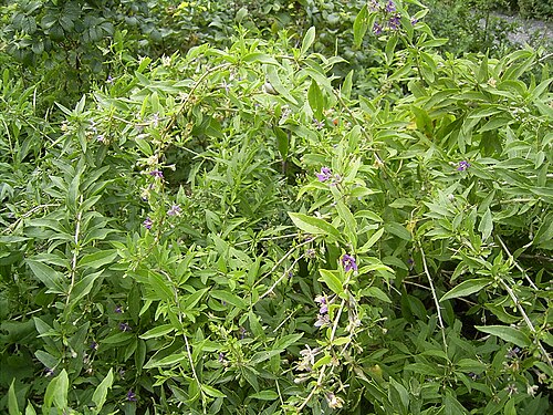 Matrimony vine (Lycium barbarum)