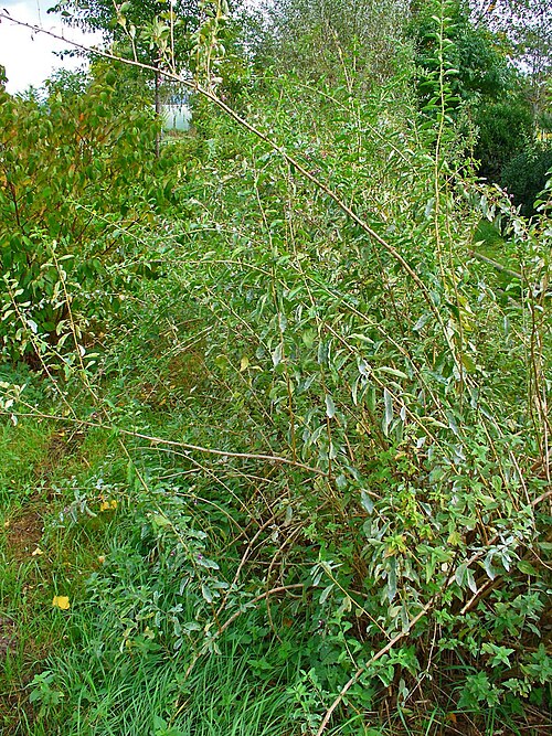 Matrimony vine: Lycium barbarum , Solanaceae, Wolfberry, Mede Berry, Barbary Matrimony Vine, Bocksdorn, Duke of Argyll's Tea Tree, habitus. The fresh, blooming plant is used in