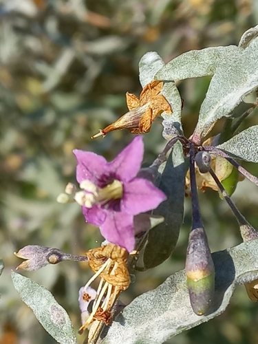Matrimony vine (Lycium barbarum)
