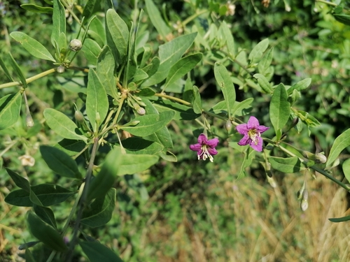 Matrimony vine (Lycium barbarum)