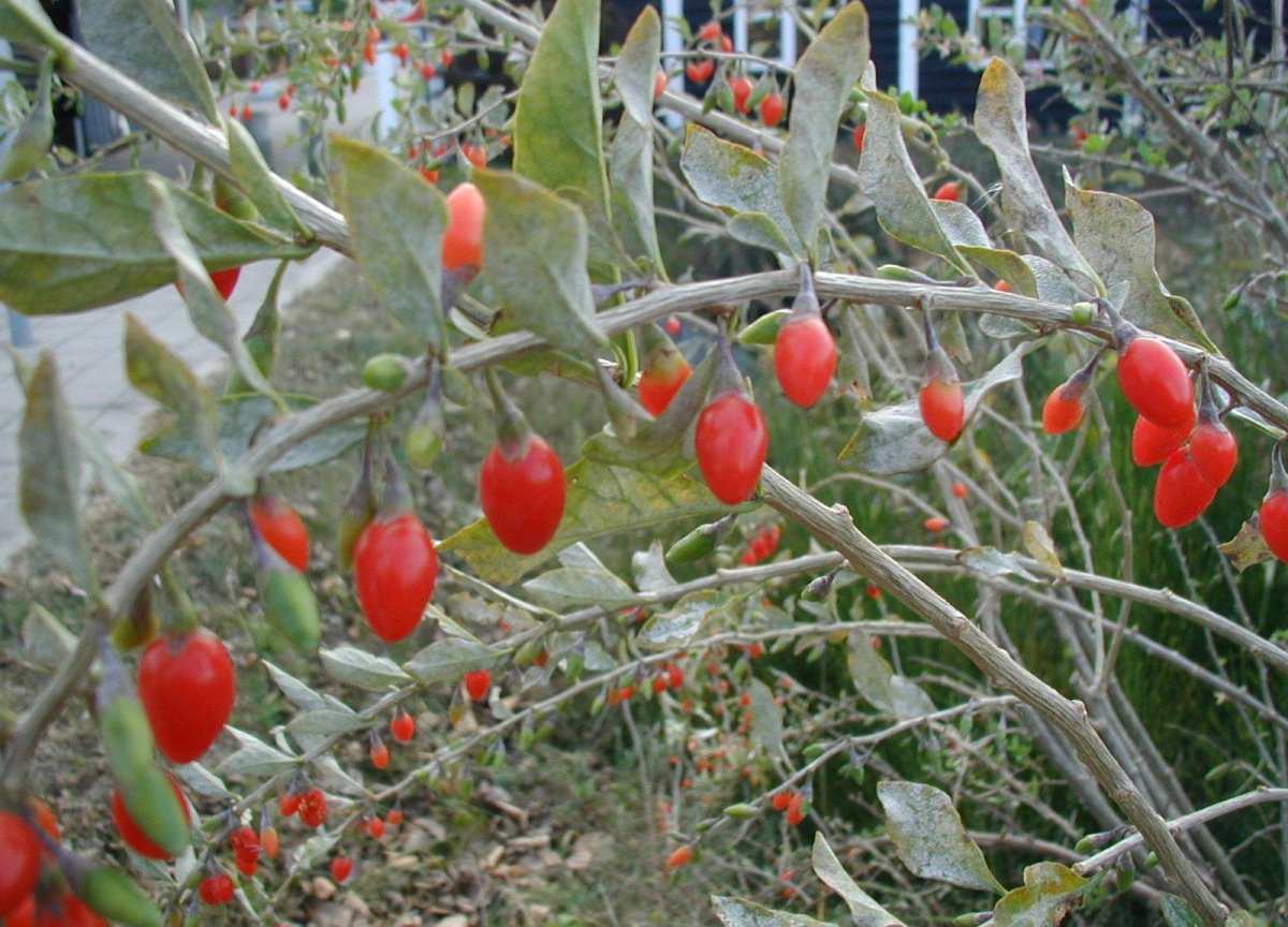 Matrimony vine: Lycium barbarum , the east coast of Jutland, Denmark. These are the fruits of Lycium barbarum