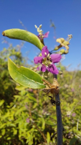 Matrimony vine (Lycium barbarum)