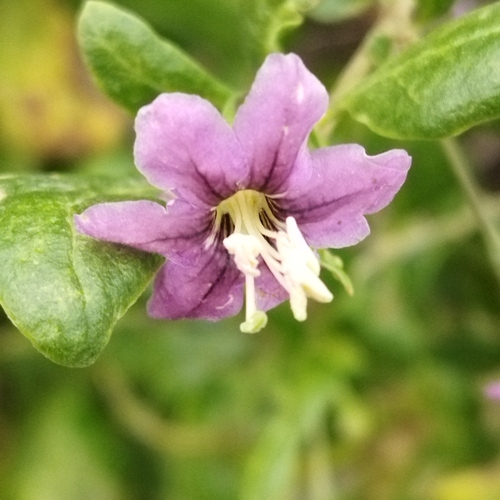 Matrimony vine