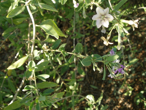 Matrimony vine (Lycium barbarum)