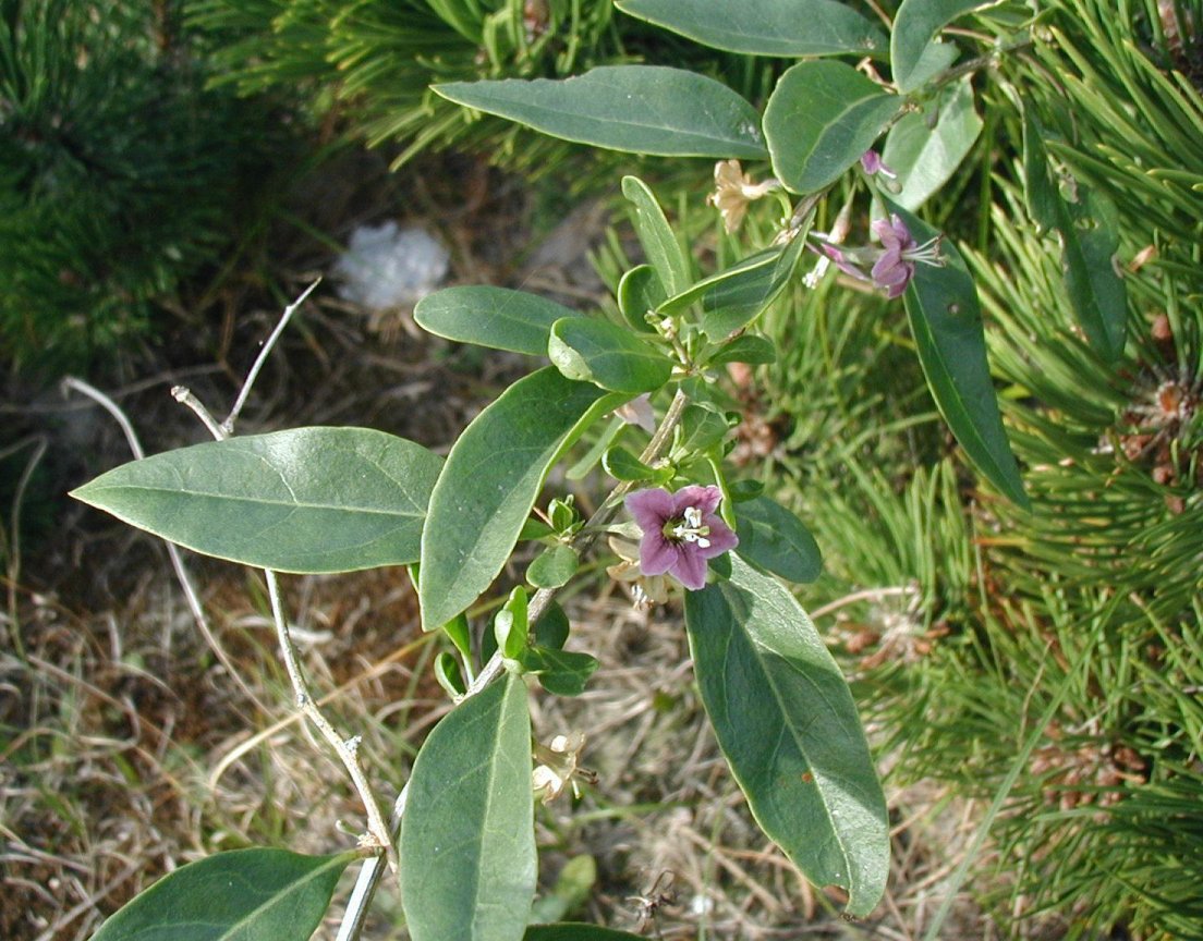 Matrimony vine: Lycium barbarum , The east coast of Jutland, Denmark. This is the flower of Lycium barbarum .