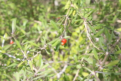 Berlandier's wolfberry (Lycium berlandieri)