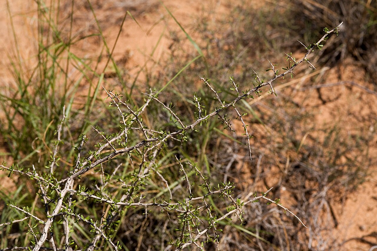 Berlandier's wolfberry: Lycium berlandieri in the wash on the northeast side of Tortugas Mountain, ca. 32.2987, -106.6986, Doña Ana County, New Mexico, 15 Sep 2012.