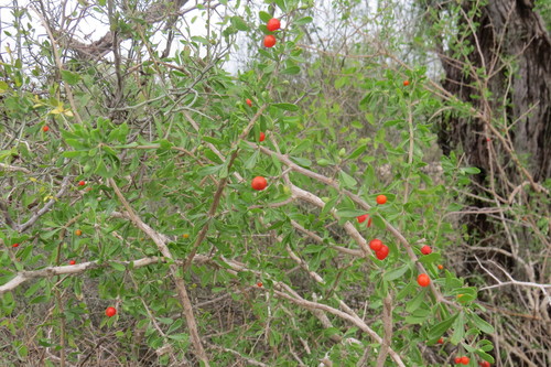 Berlandier's wolfberry (Lycium berlandieri)