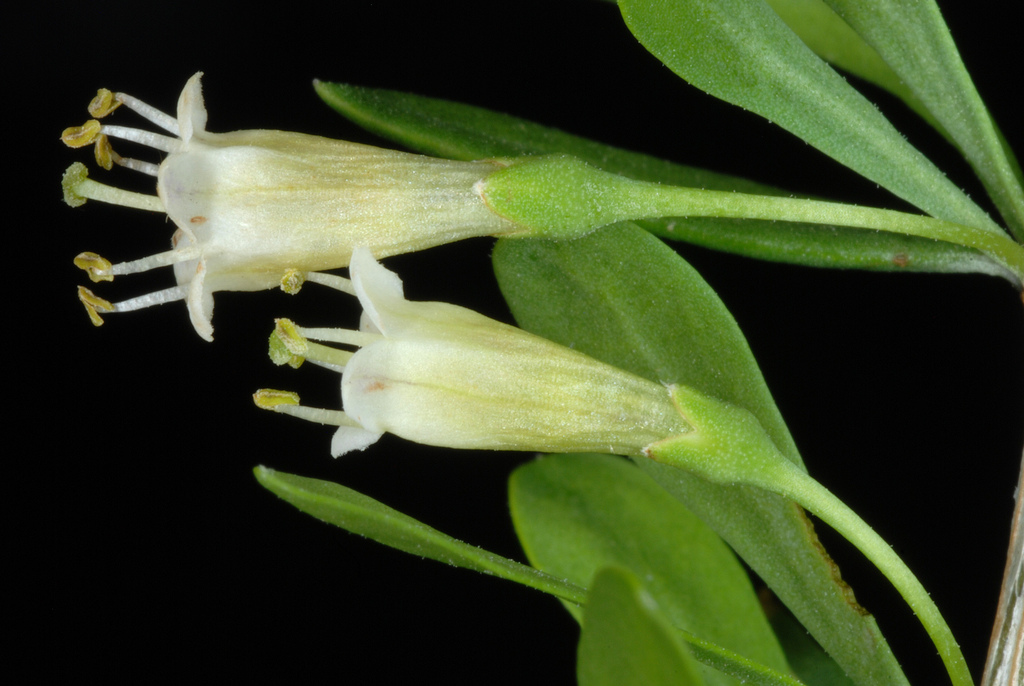 Berlandier's wolfberry (Lycium berlandieri)