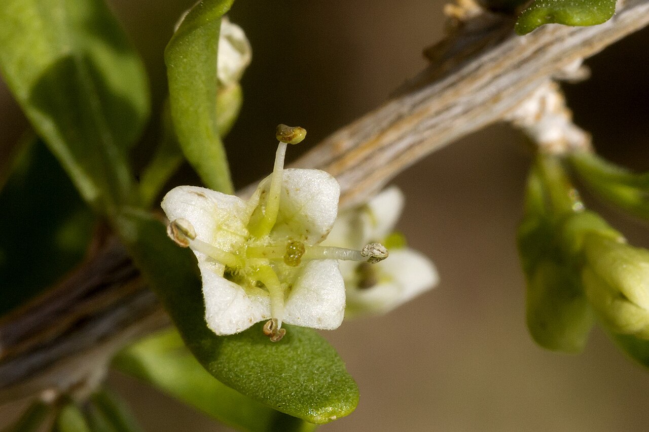 Berlandier's wolfberry: Lycium berlandieri , south bajada of the Cedar Mountains, west of Wamels Draw, 31.891 -108.133, Luna County, New Mexico, 12 Aug 2014.