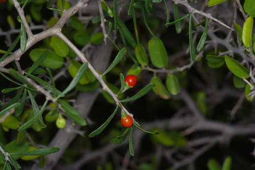 Berlandier's wolfberry (Lycium berlandieri)