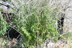 Berlandier's wolfberry (Lycium berlandieri)