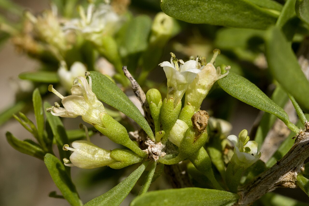 Berlandier's wolfberry: Lycium berlandieri , south bajada of the Cedar Mountains, west of Wamels Draw, 31.891 -108.133, Luna County, New Mexico, 12 Aug 2014.