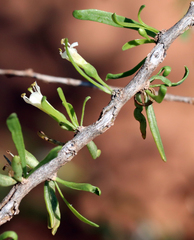 Berlandier's wolfberry (Lycium berlandieri)