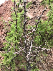 Berlandier's wolfberry (Lycium berlandieri)