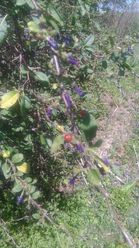 Lycium cestroides (Lycium cestroides)