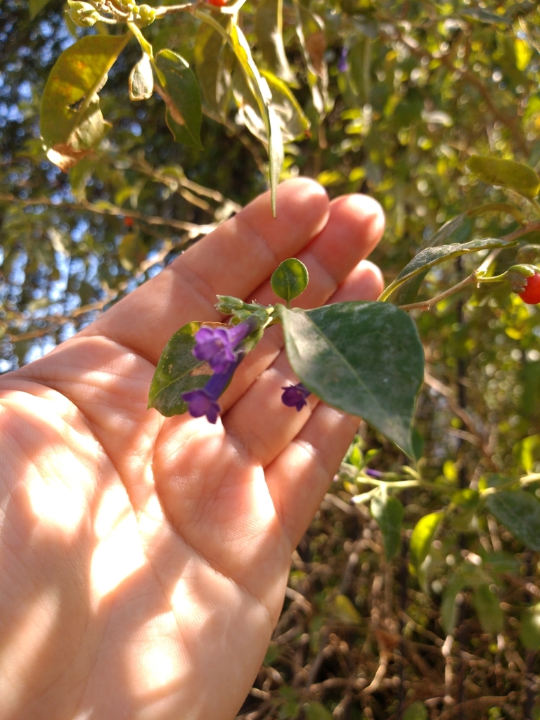 Lycium cestroides (Lycium cestroides)