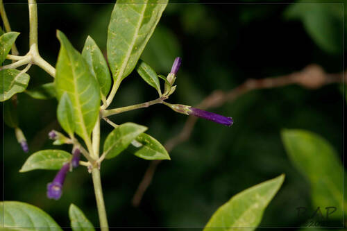 Lycium cestroides (Lycium cestroides)
