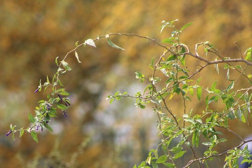 Lycium cestroides (Lycium cestroides)
