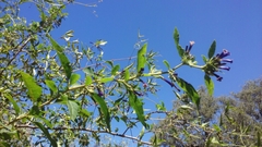 Lycium cestroides (Lycium cestroides)