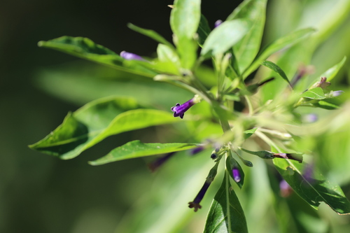 Lycium cestroides (Lycium cestroides)