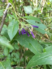 Lycium cestroides (Lycium cestroides)