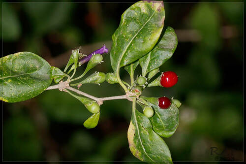 Lycium cestroides (Lycium cestroides)